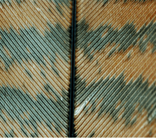 Eltumi Partners Joins the Bilateral Chamber of Commerce as a Strategic Partner for Libya and North Africa