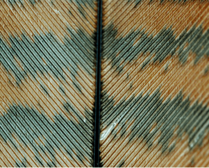 Eltumi Partners Joins the Bilateral Chamber of Commerce as a Strategic Partner for Libya and North Africa