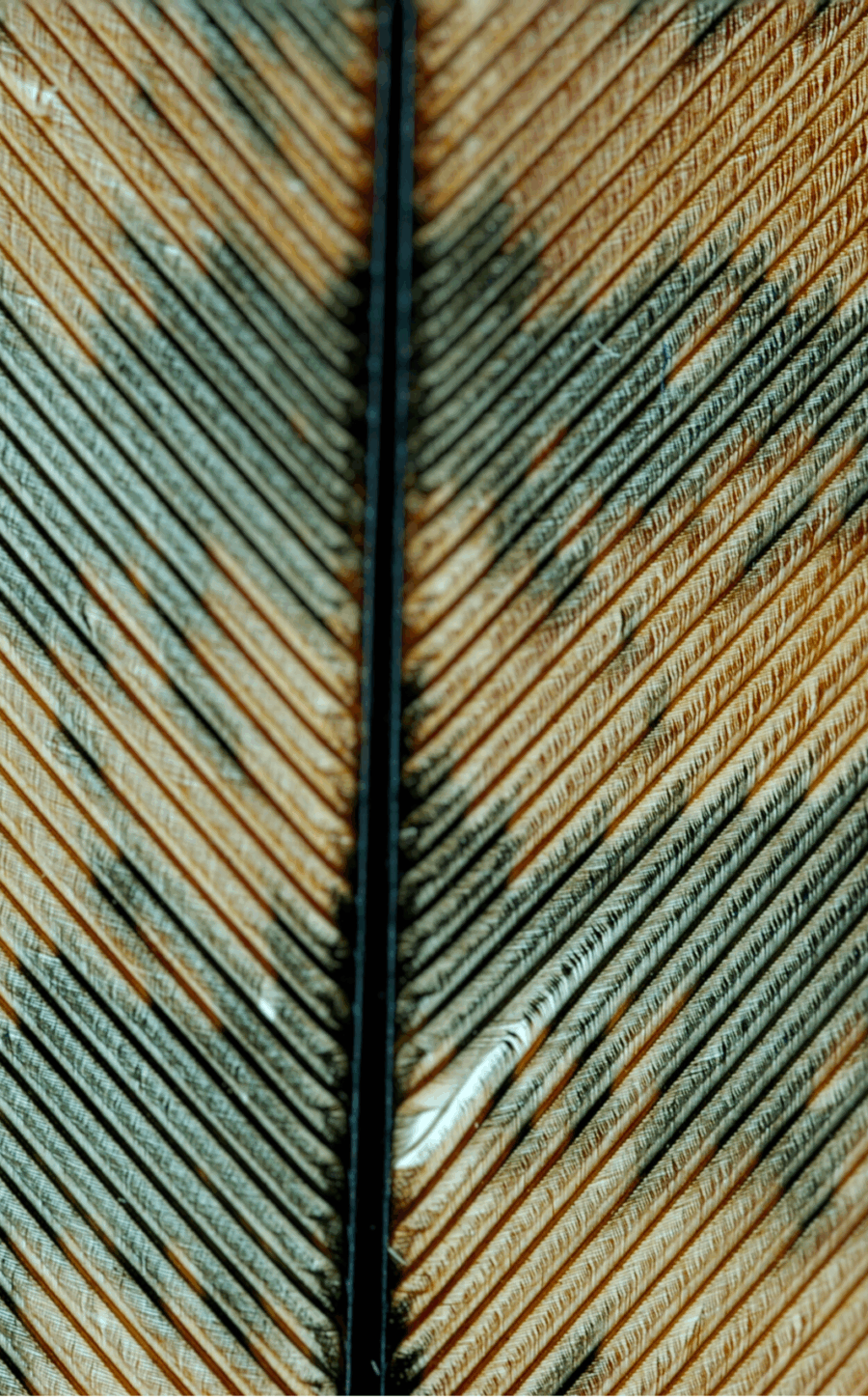 Eltumi Partners Joins the Bilateral Chamber of Commerce as a Strategic Partner for Libya and North Africa