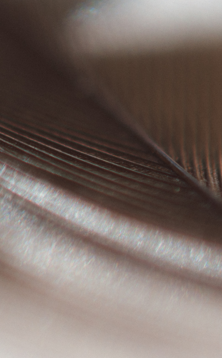 Chambers Global 2026 Names Eltumi Partners a Leading Libyan Firm