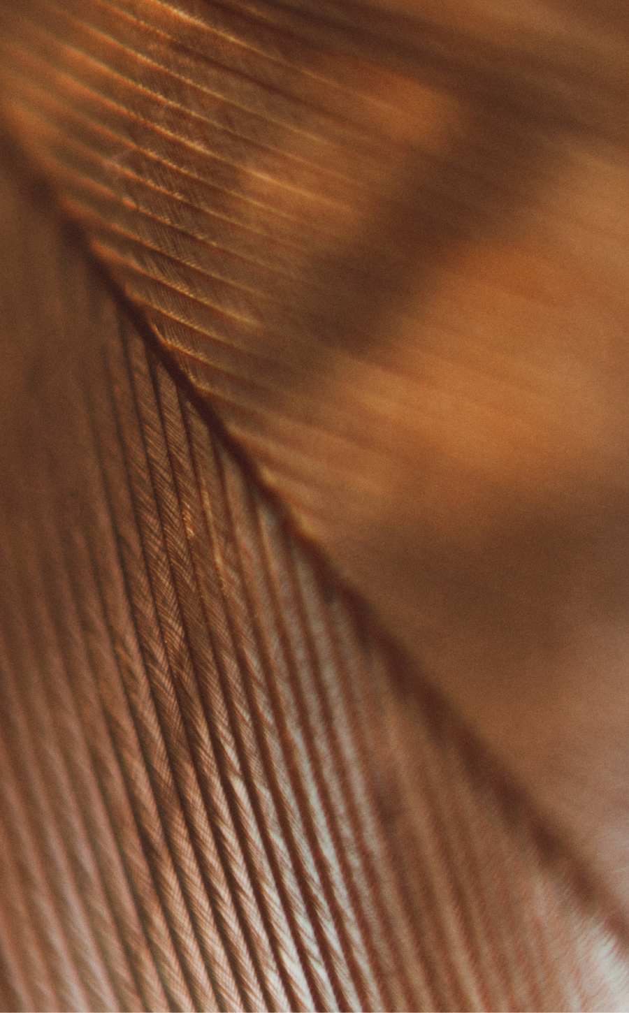 Eltumi Partners Retains Tier 1 Ranking in Legal 500 EMEA 2026